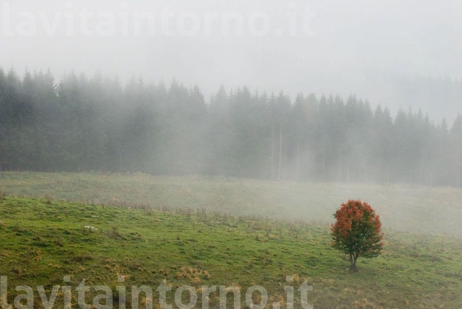 nebbia in Cansiglio #3
