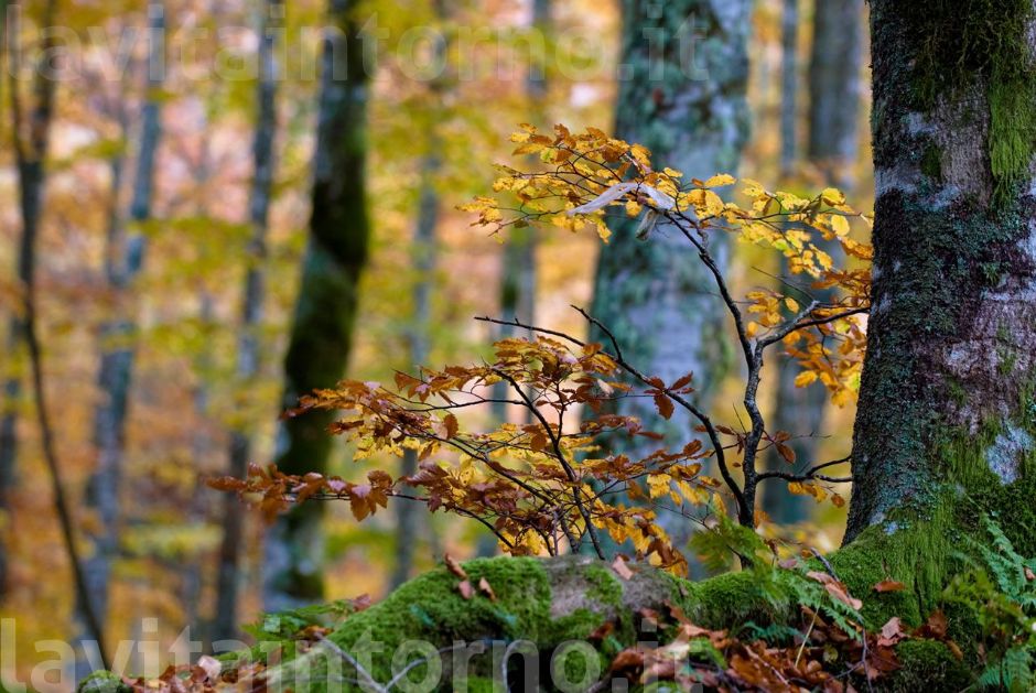 sottobosco autunnale