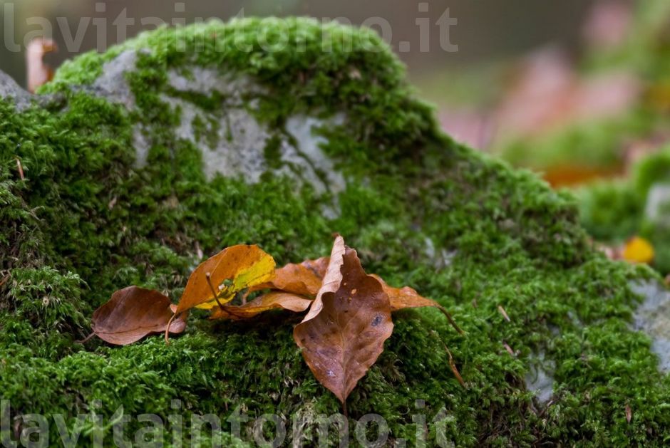 sottobosco autunnale #2