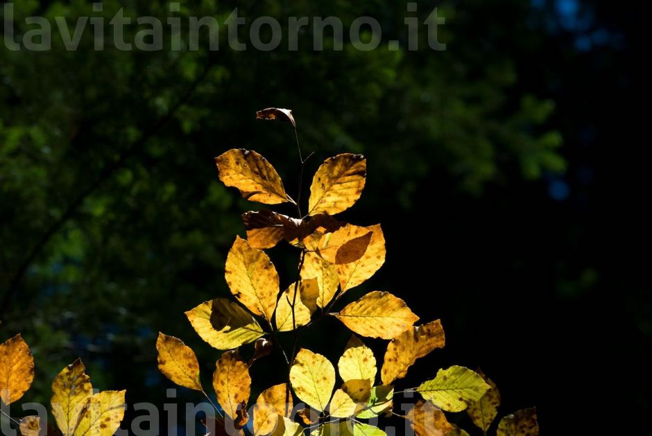 piccolo controluce autunnale