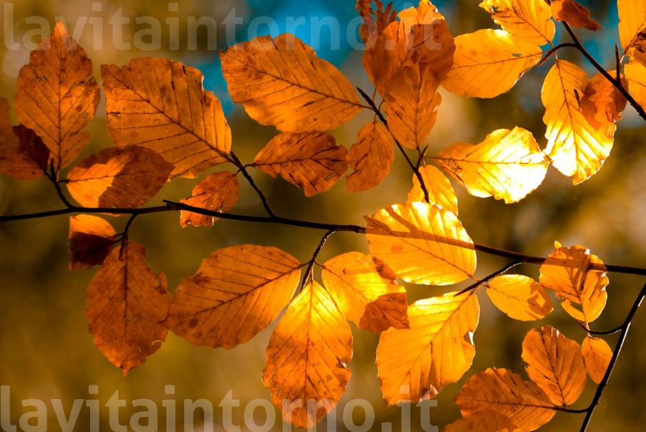 piccolo controluce autunnale #2