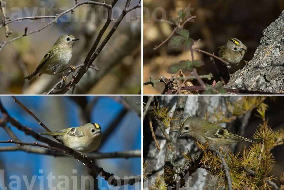 Regulus regulus: different points of view