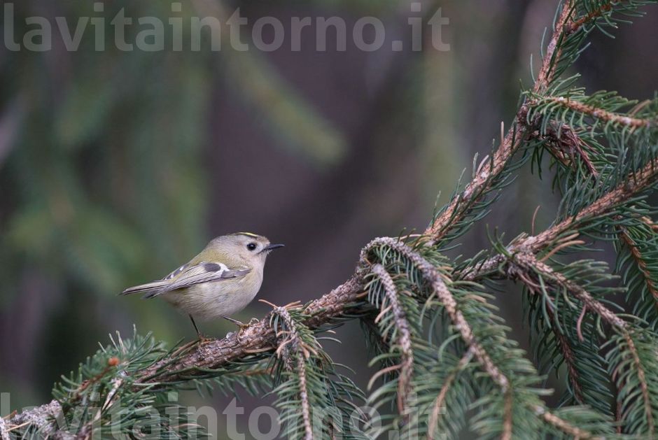 Regulus regulus: my favorite shot