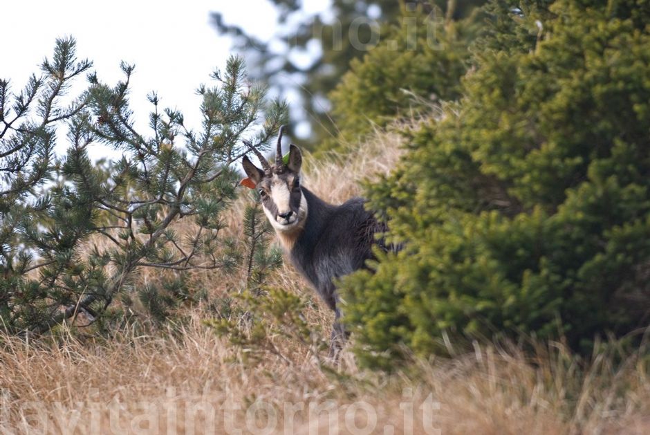 un camoscio colorato