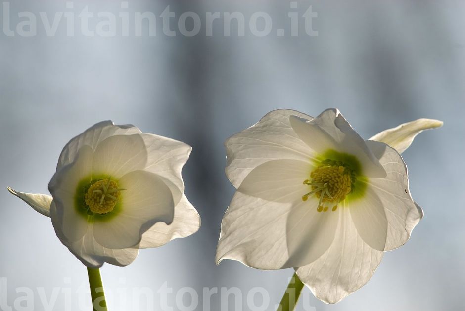 elleboro nero in controluce