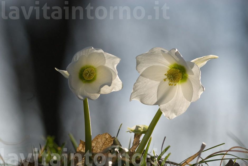 elleboro nero in controluce #2