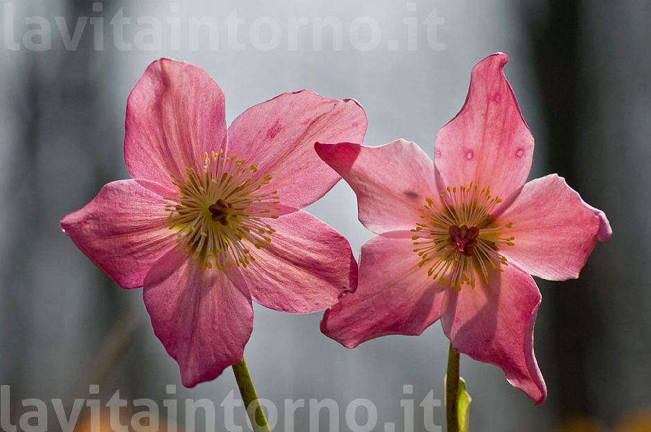 il tramonto dell'elleboro