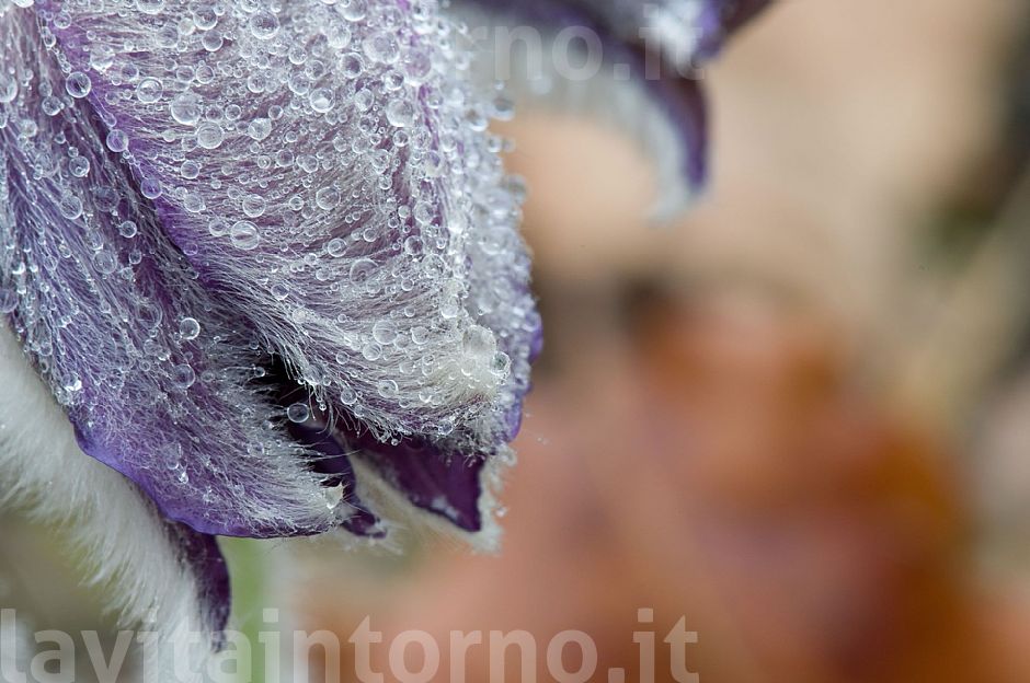 water drops in pulsatilla montana