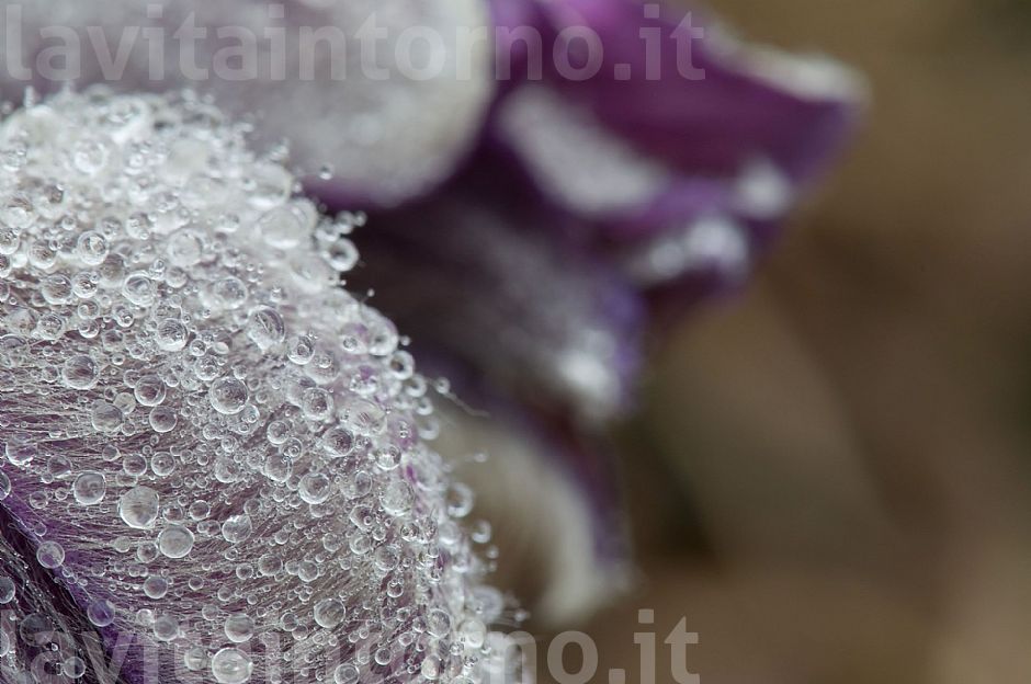water drops in pulsatilla montana #3