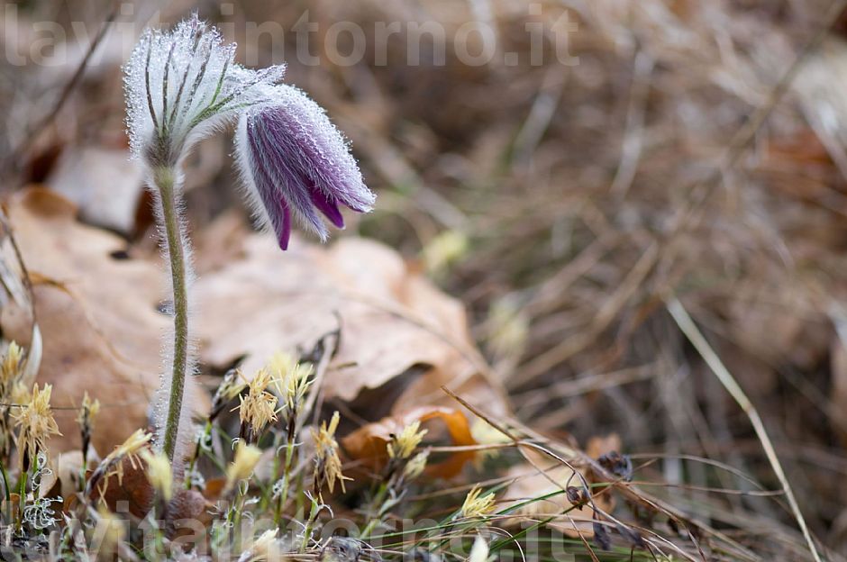 pulsatilla montana