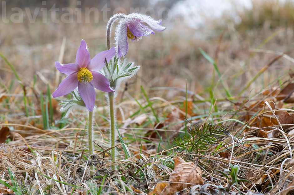 pulsatilla montana #2
