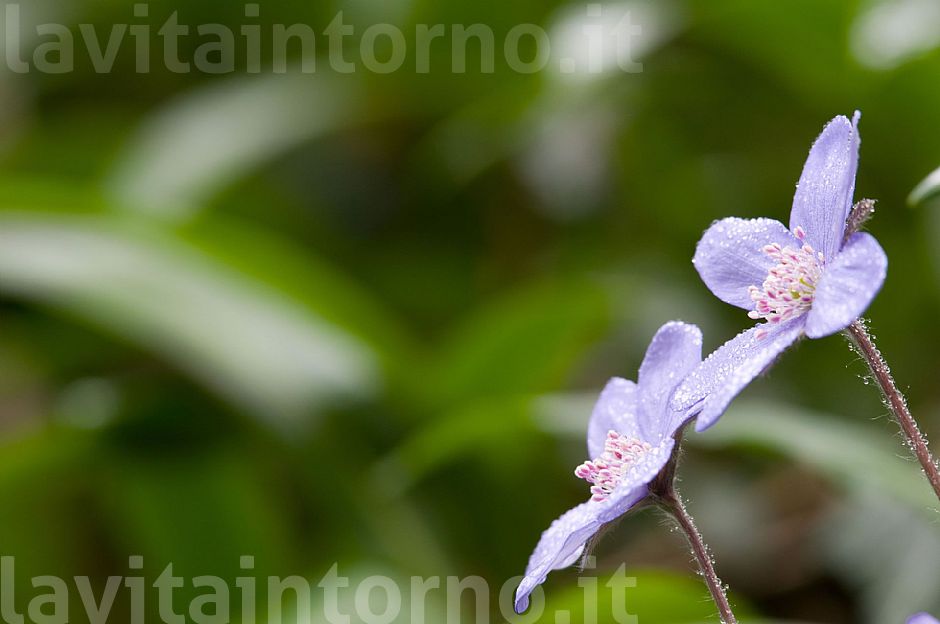 Anemone epatica (Hepatica Nobilis) #2
