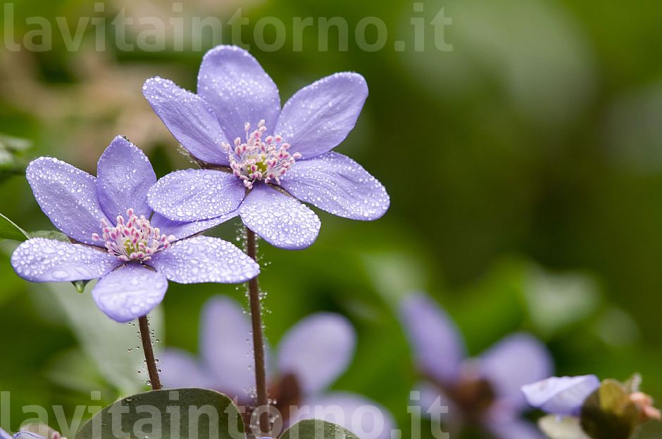 la vita vince sempre: buona Pasqua!