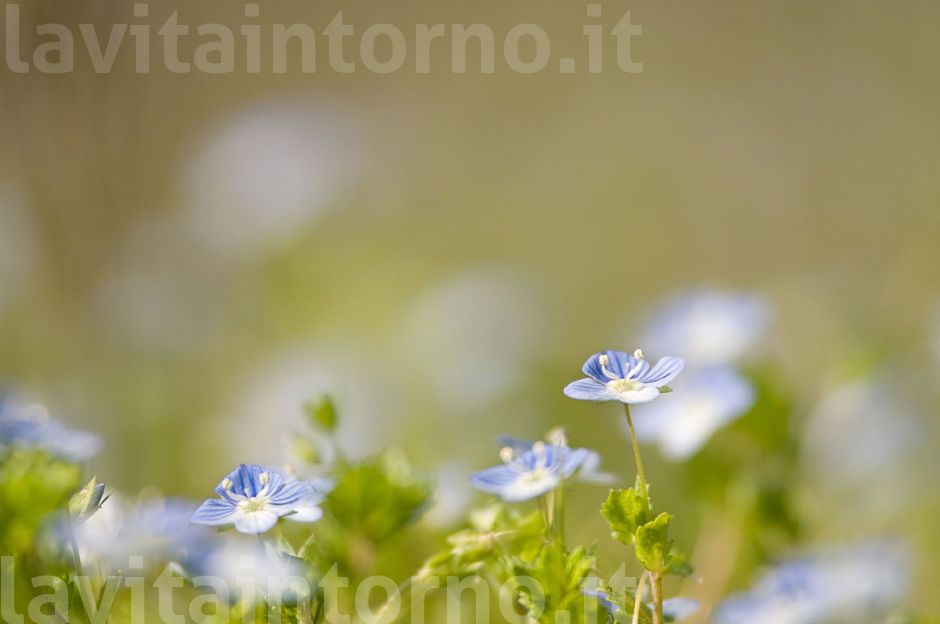 colori sfumati di un semplice giardino