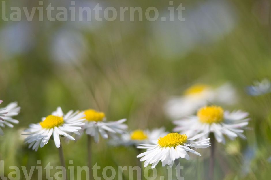 colori sfumati di un semplice giardino #2