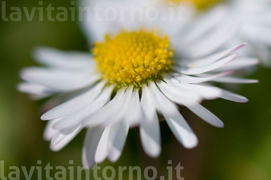 colori sfumati di un semplice giardino #3