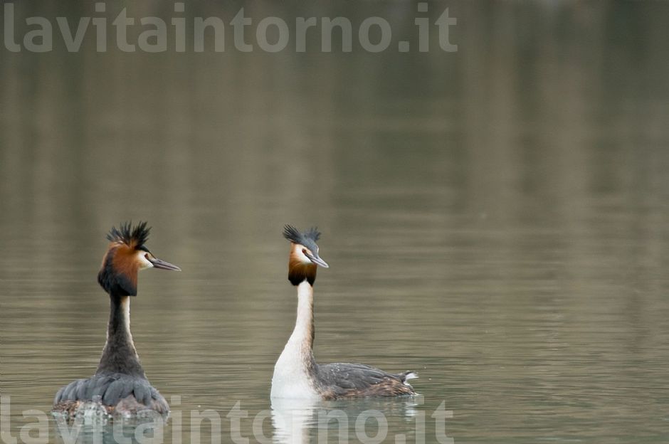 ... e invece sono una coppia