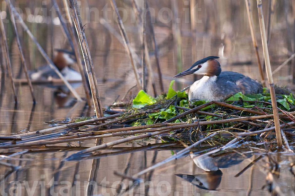 una coppia in attesa di ...
