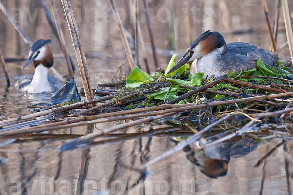 una coppia in attesa di ... #2