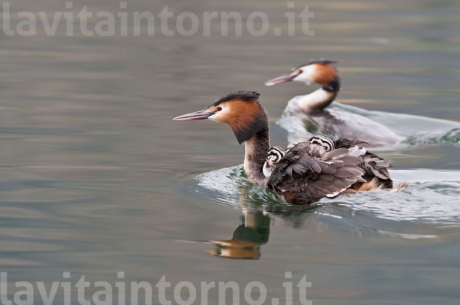 ... diventare una famiglia