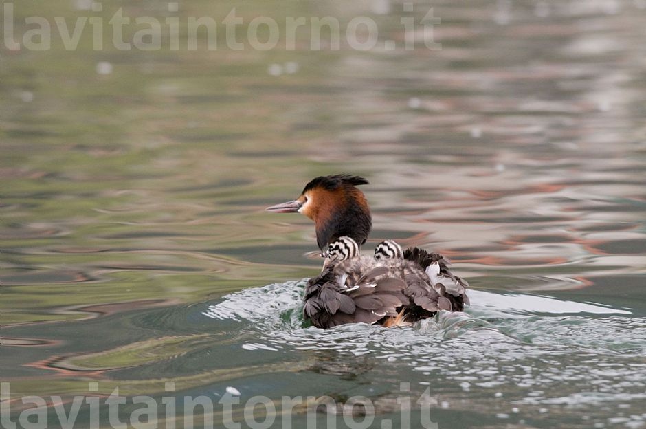 ... che forza le mamme!