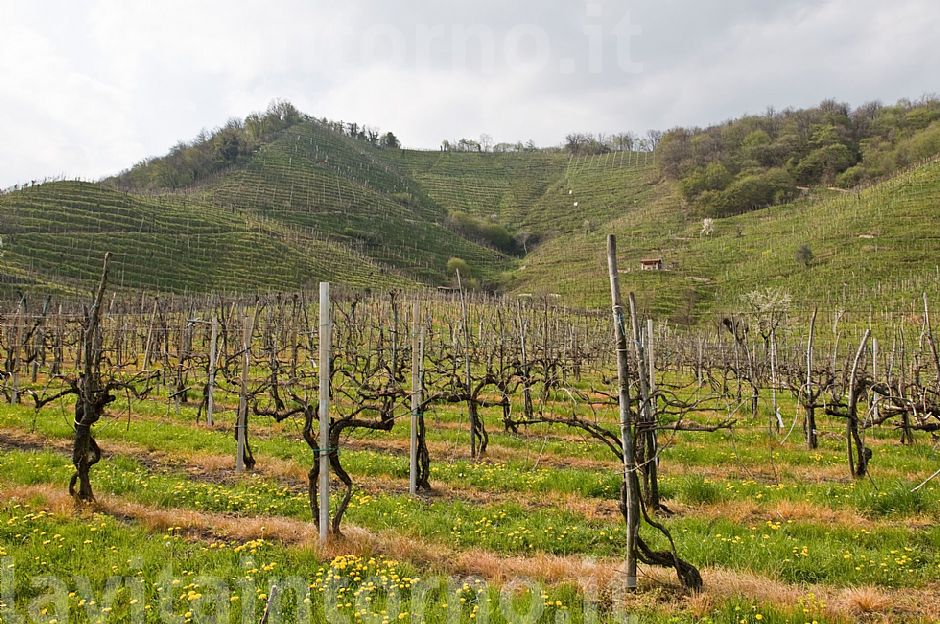 terra veneta: i colli di Col San Martino