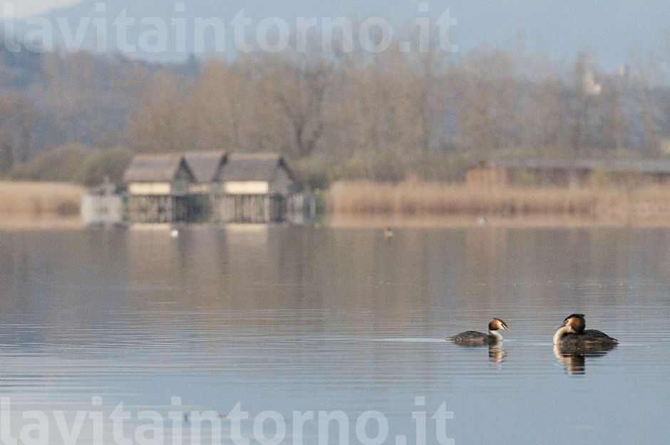 terra veneta: Livelet a Lago