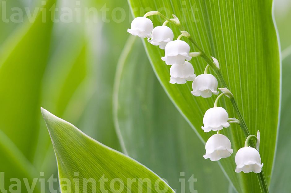 mughetto (Convallaria majalis)
