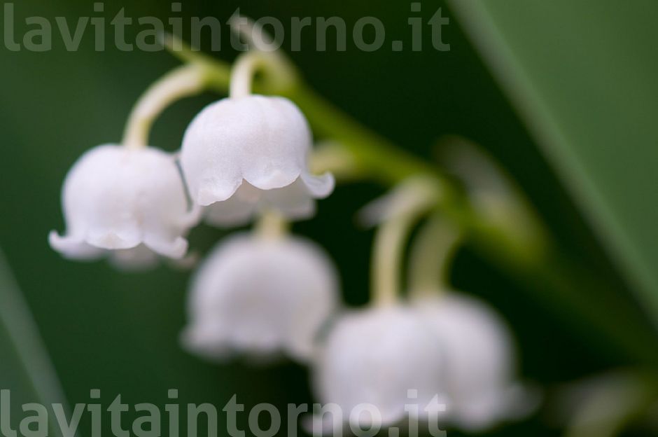 mughetto (Convallaria majalis) #2