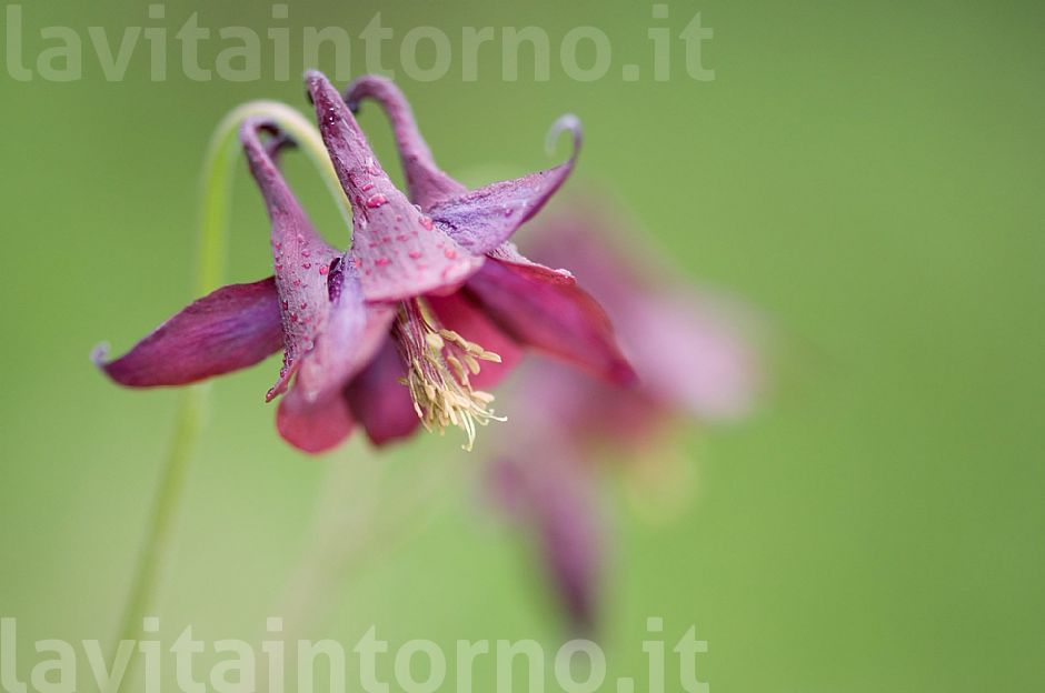 Aquilegia scura (Aquilegia atrata)