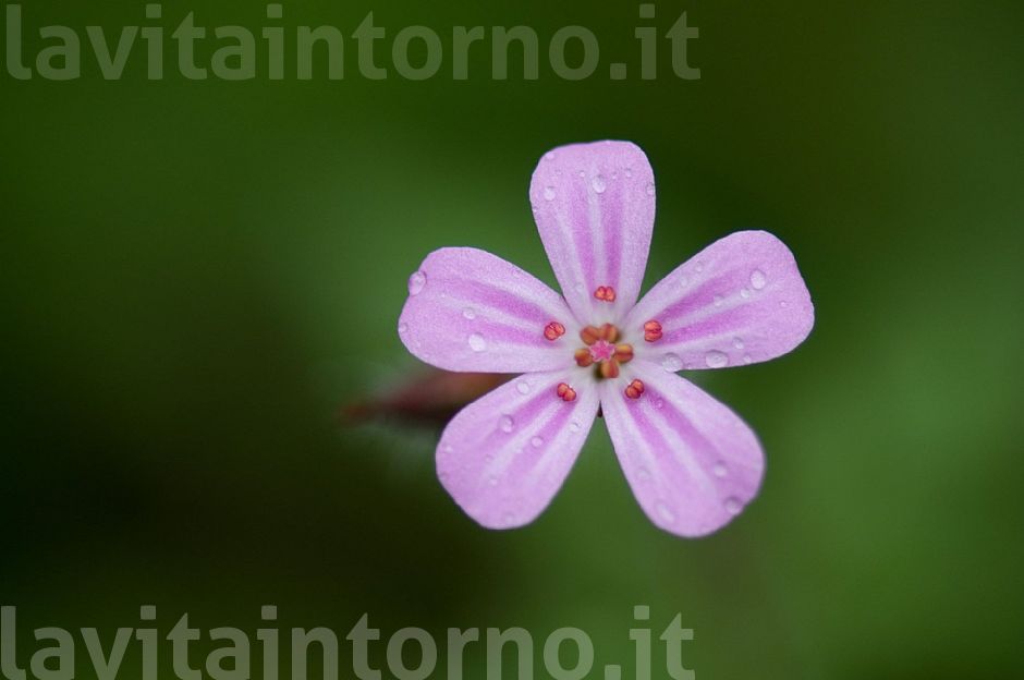 Geranium robertianum