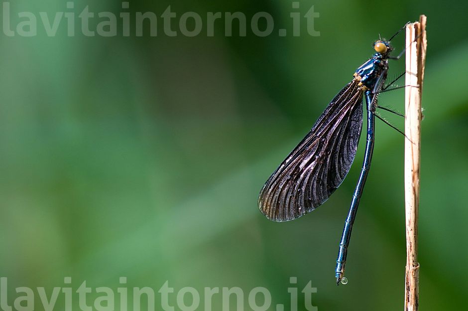 trasformazione ... riuscita!