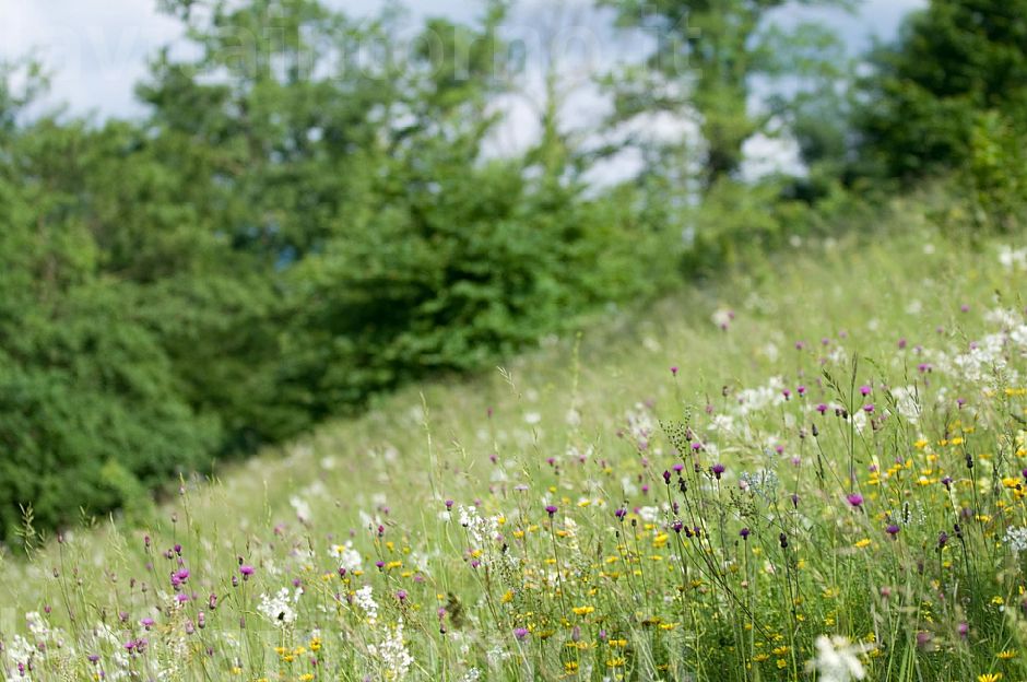 la piacevole confusione del prato
