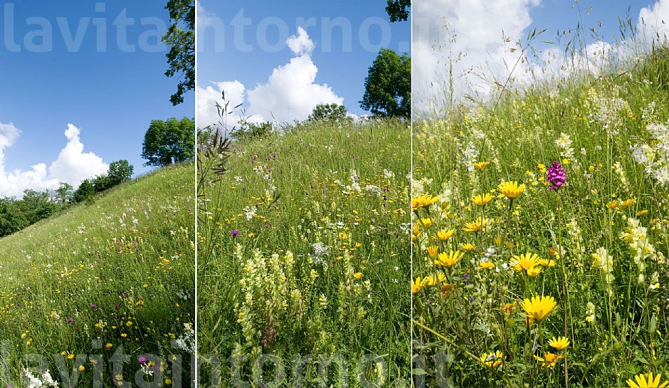 il prato ... questa meraviglia!