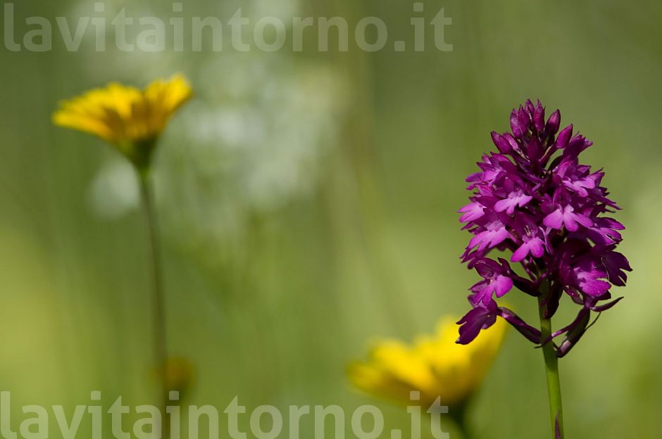 Anacamptis pyramidalis