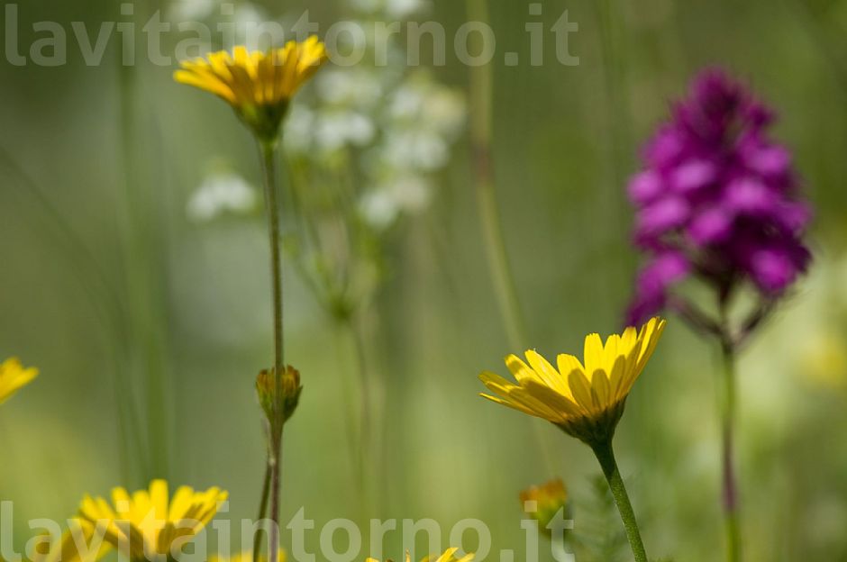 Anacamptys Piramidalis #2