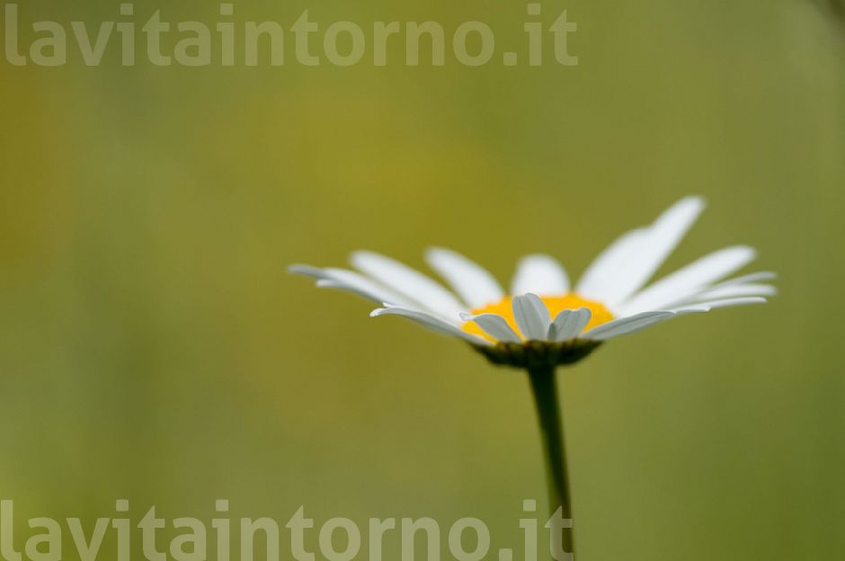 un semplice fiore
