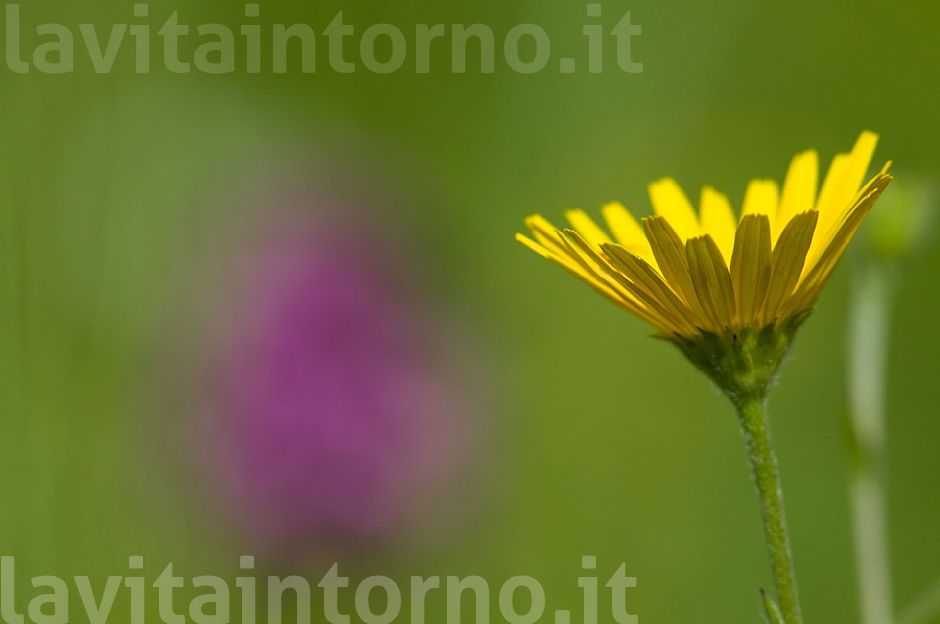 un semplice fiore