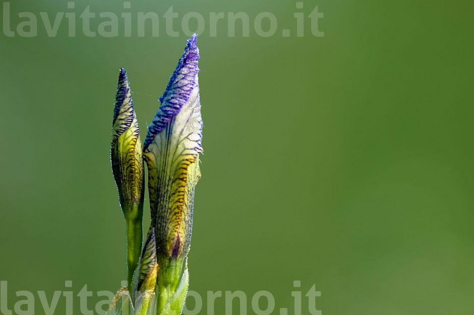 iris sibirica #3