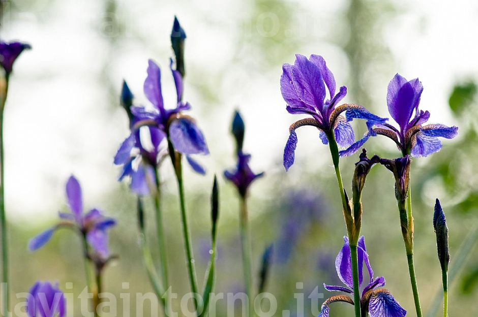 iris sibirica #4