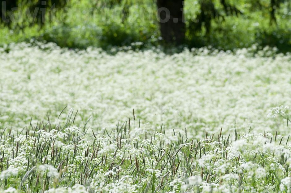 i soliti semplici colori del prato