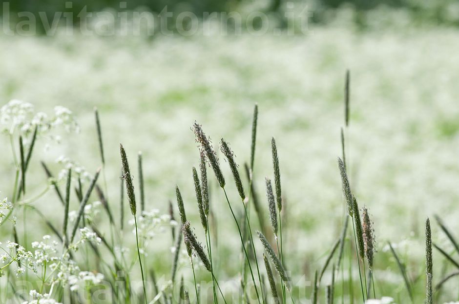 i soliti semplici colori del prato #2