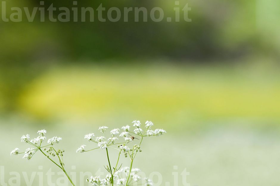 i soliti semplici colori del prato #4