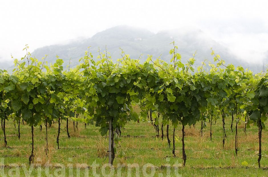 ... e il prosecco cresce #2