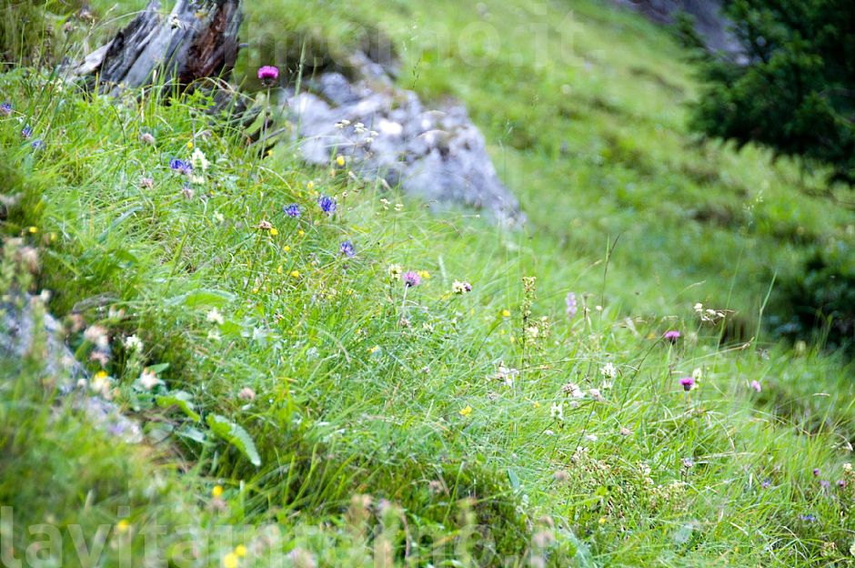 lungo il sentiero ...