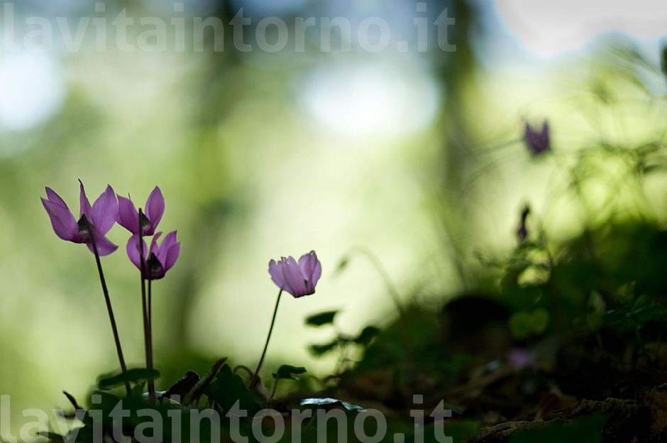 Cyclamen purpurascens #2
