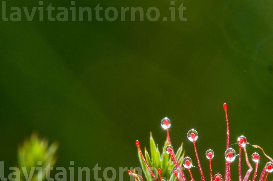 drosera #2