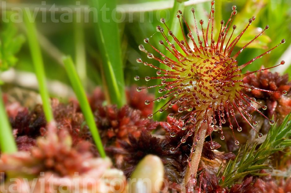 drosera rotundifolia