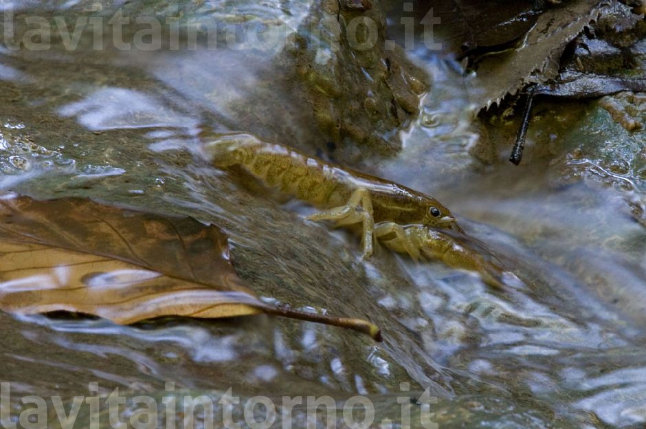 gambero di fiume #2
