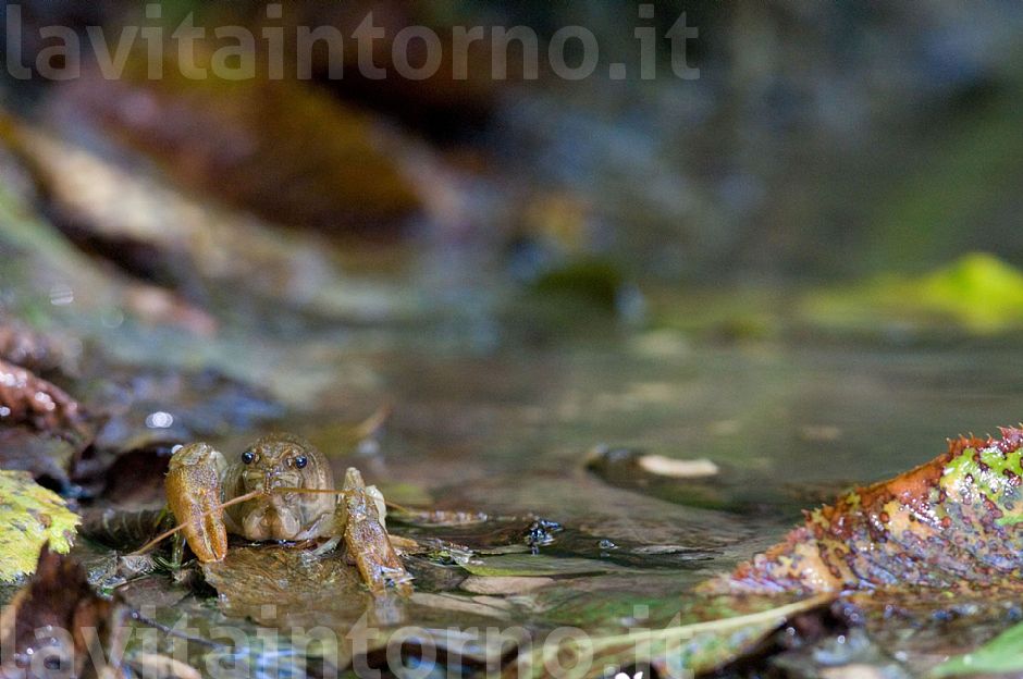gambero di fiume #3